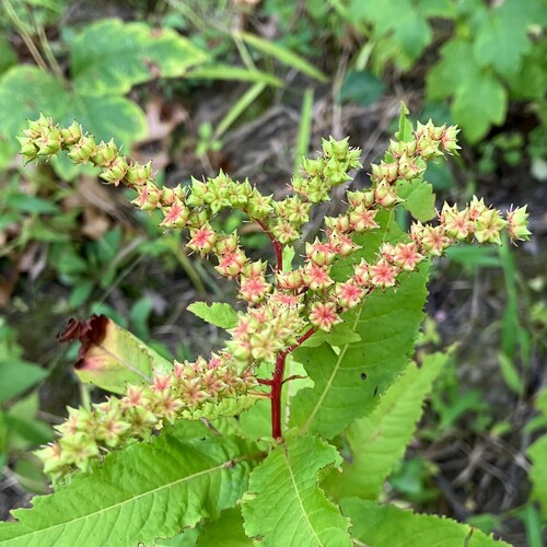 Penthoraceae