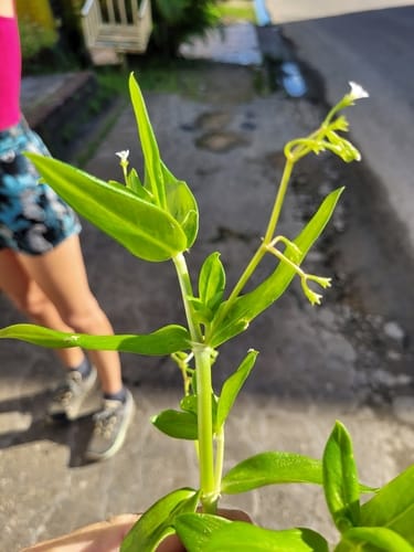 Pentodon pentandrus