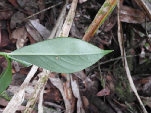 Peperomia acuminata