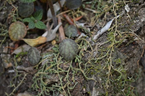 Peperomia fraseri