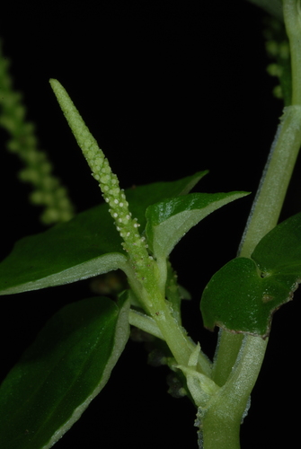 Peperomia pellucida