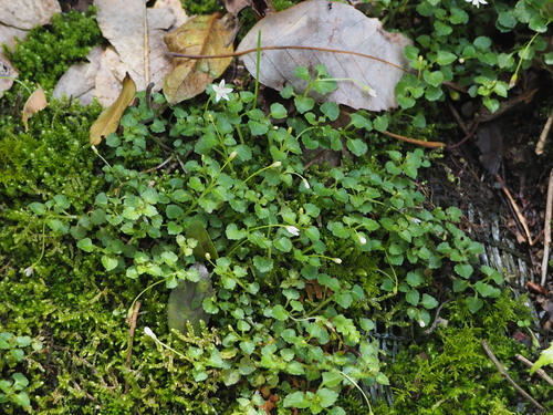 Peracarpa carnosa