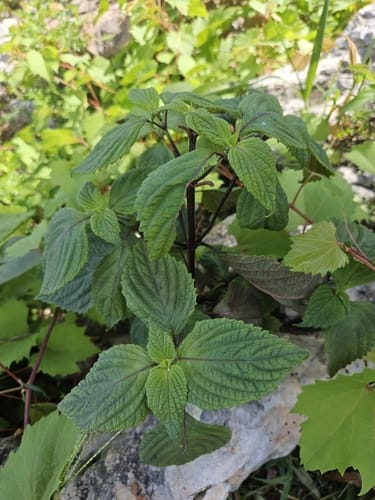 Perilla frutescens