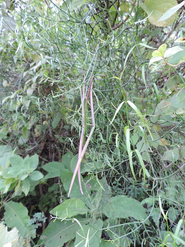 Periploca linearifolia