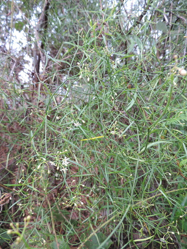 Periploca linearifolia