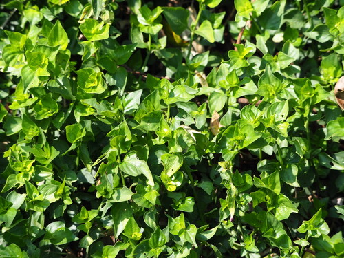 Peristrophe roxburghiana