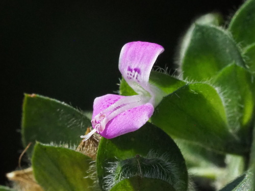 Peristrophe roxburghiana