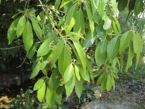 Persea caerulea