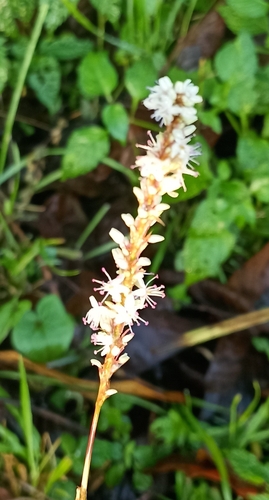 Persicaria amplexicaulis