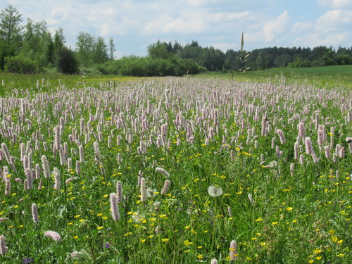 Persicaria bistorta