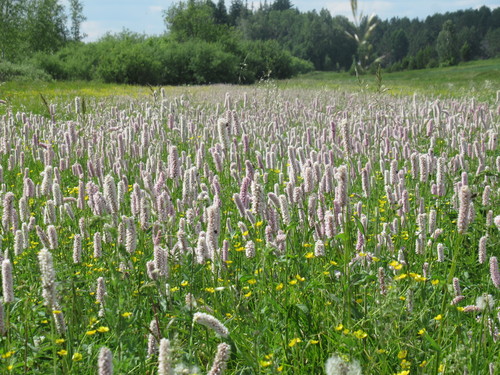 Persicaria bistorta