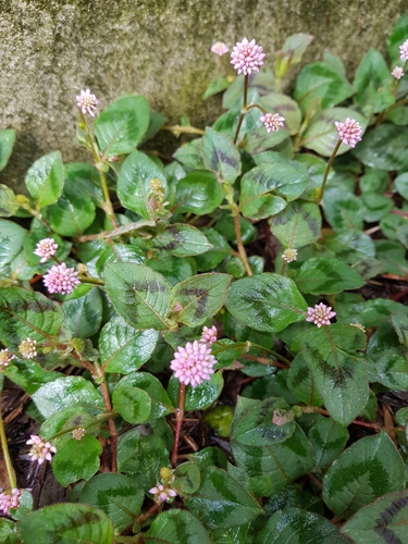Persicaria capitata