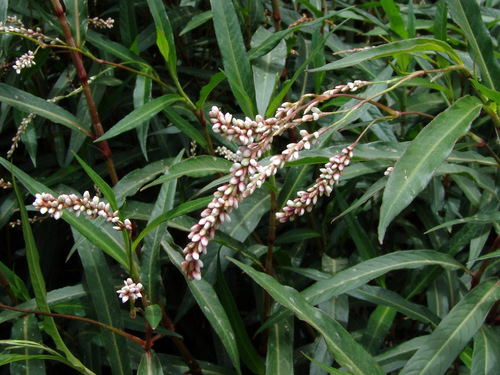 Persicaria decipiens