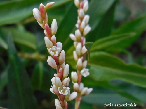 Persicaria decipiens