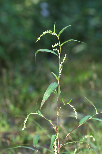 Persicaria hydropiper