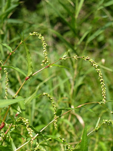 Persicaria hydropiper