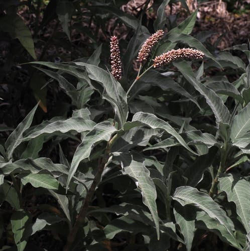 Persicaria lanigera
