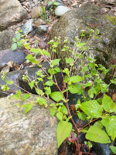 Persicaria nepalensis