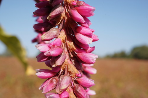 Persicaria orientalis