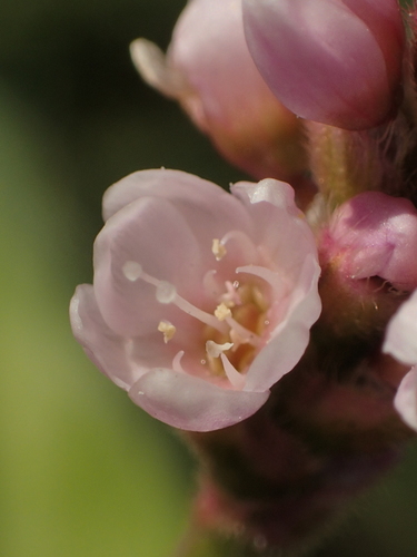 Persicaria orientalis