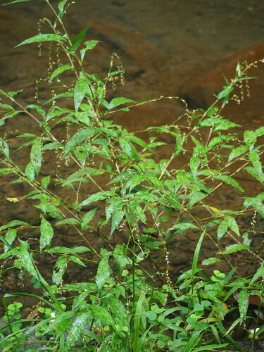 Persicaria pubescens