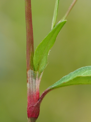 Persicaria pubescens