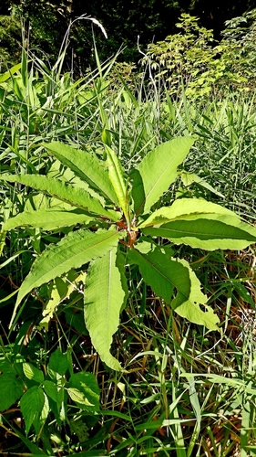 Persicaria wallichii