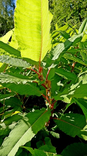 Persicaria wallichii