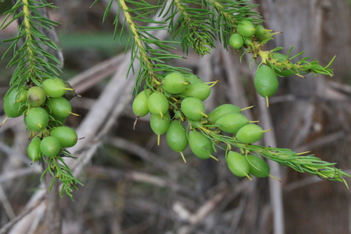 Persoonia acerosa