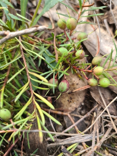 Persoonia chamaepeuce