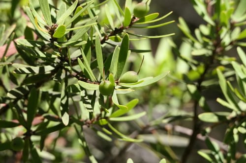 Persoonia gunnii