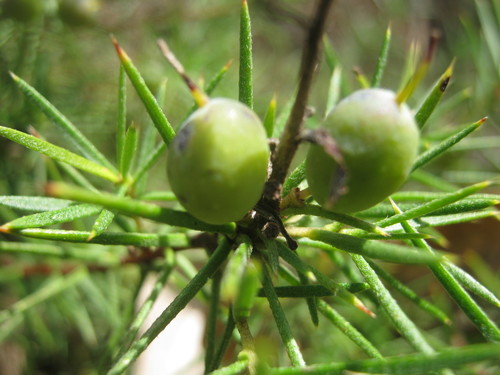 Persoonia juniperina