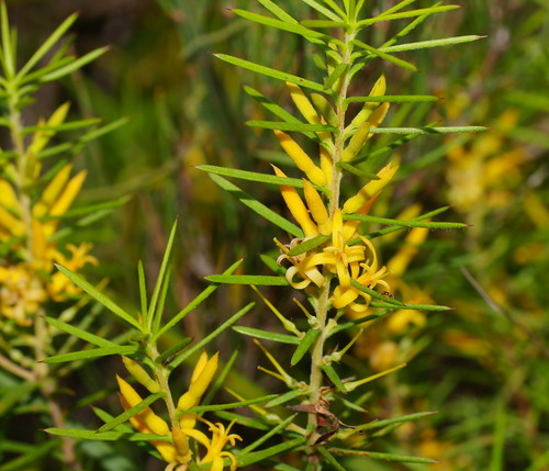 Persoonia juniperina