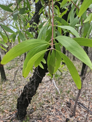Persoonia levis