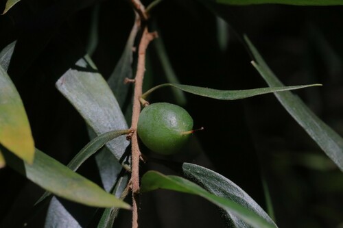 Persoonia media