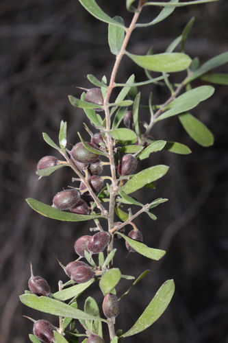 Persoonia sericea