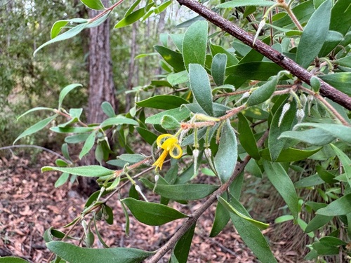 Persoonia sericea