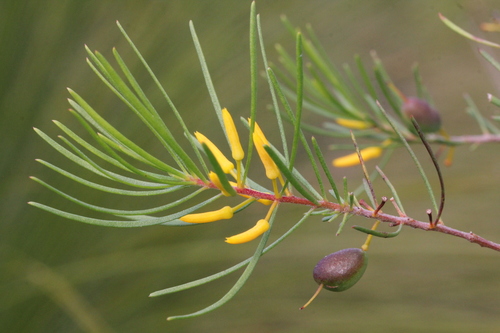 Persoonia virgata
