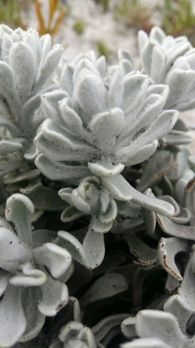 Petalacte coronata
