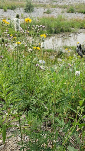 Petalostemon candidus