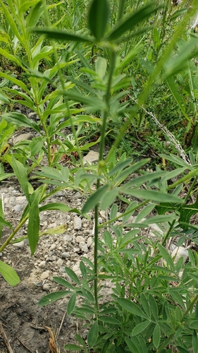 Petalostemon candidus