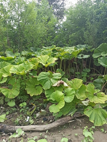 Petasites japonicus