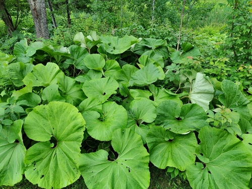 Petasites japonicus