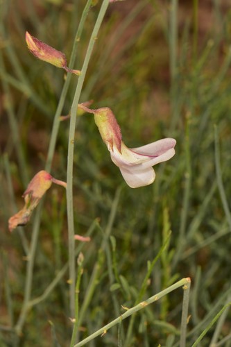 Peteria scoparia
