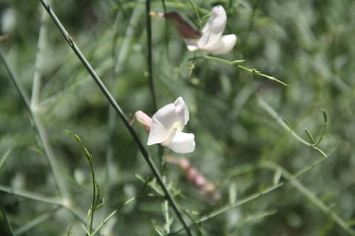 Peteria scoparia
