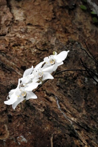 Phalaenopsis amabilis