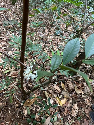 Phaleria capitata