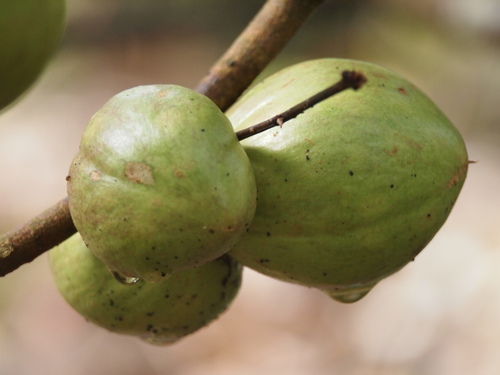 Phaleria macrocarpa