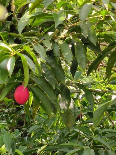 Phaleria macrocarpa