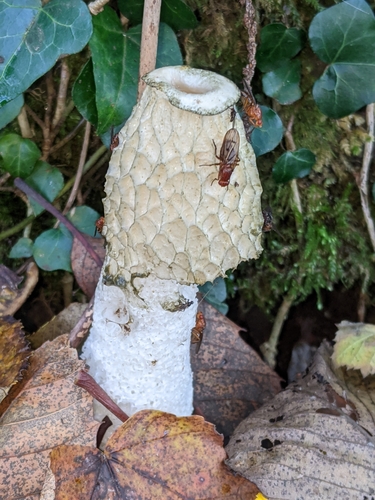 Phallus impudicus